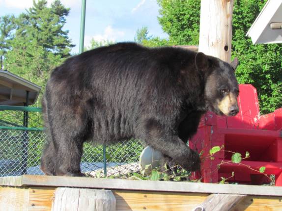 Um urso negro usado em apresentações em Lincoln, em New Hampshire - Estados Unidos